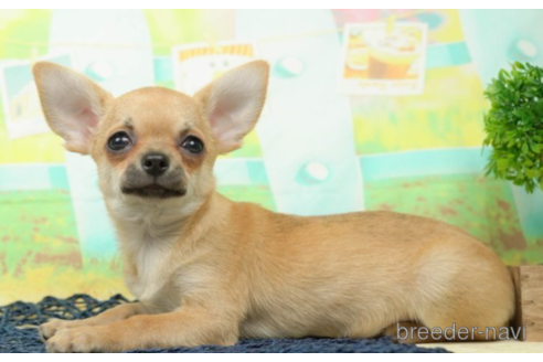 成約済の千葉県のチワワ(スムースコート)-219703の5枚目